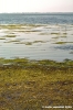 orbetello42