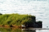 orbetello62