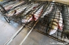 orbetello_pescatori01