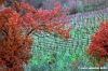 pelago008_061125