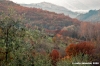 pelago012_061125