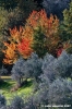 pelago_campagna004