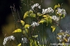 pelago_campagna005