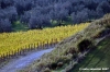 pelago_campagna006
