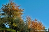 pelago_campagna011