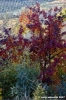 pelago_campagna018