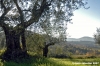 pelago_campagna024