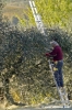 pelago_campagna027