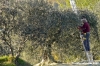 pelago_campagna028