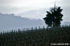pelago_campagna8