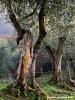 pelago_maneggio03