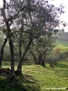 pelago_maneggio17