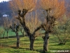 pelago_maneggio25