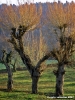 pelago_maneggio26