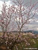 pelago_primavera05
