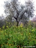 pelago_primavera06