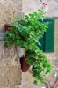 pitigliano040