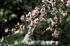 primavera02