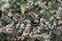 primavera04