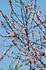 primavera05
