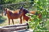 riserva_monte_penna06