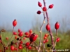 rosa_canina02
