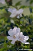 rosa_di_rovo001