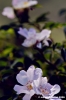 rosa_di_rovo005
