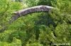 rosia_ponte_pia1