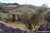 ruffino1