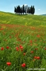 san_quirico_orcia13