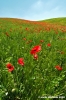 san_quirico_orcia16
