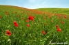 san_quirico_orcia17