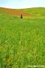 san_quirico_orcia25
