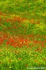 san_quirico_orcia27