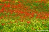 san_quirico_orcia28