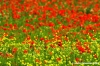 san_quirico_orcia29