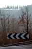 sant_ellero_cipressi1