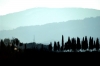sant_ellero_cipressi2