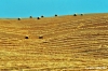 siena977_10