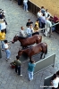 siena_palio877_15