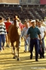 siena_palio880_07