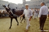 siena_palio880_16