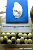 sovana_museo_malacologico10