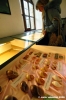 sovana_museo_malacologico18