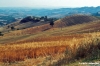 talamone984_23
