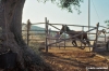 talamone985_05