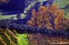 tosi_campagna002