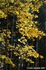 vallombrosa001