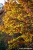 vallombrosa002